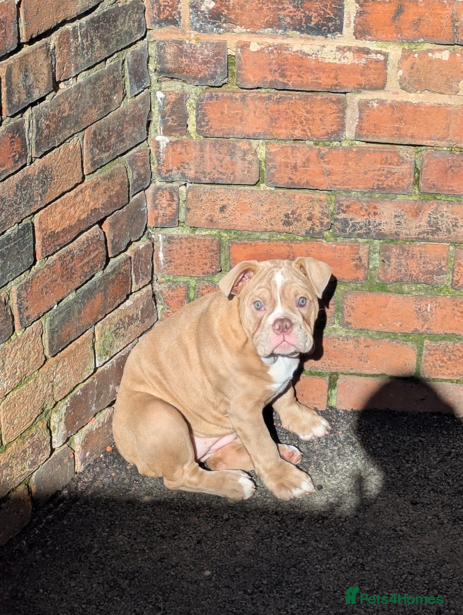 Mixed Breed dogs BEAUTIFUL GIRL LILAC OLD TYME BULLDOG  - Advert 1