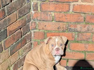 Mixed Breed dogs BEAUTIFUL GIRL LILAC OLD TYME BULLDOG - Advert 1