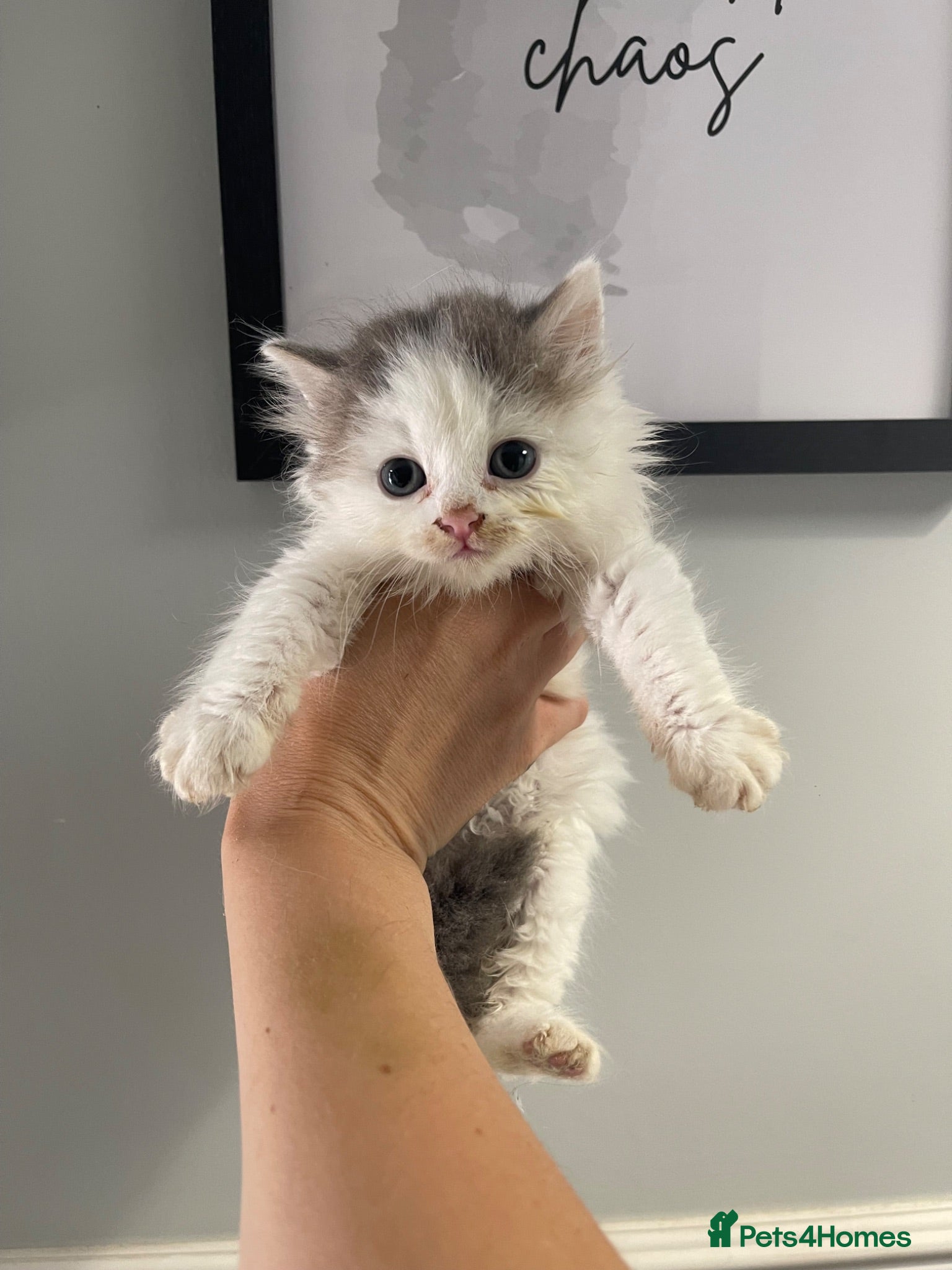 Mixed Breed cats Half Persian kittens available  - Advert 18