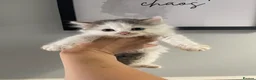 Mixed Breed cats for sale: Half Persian kittens available  - Advert 6