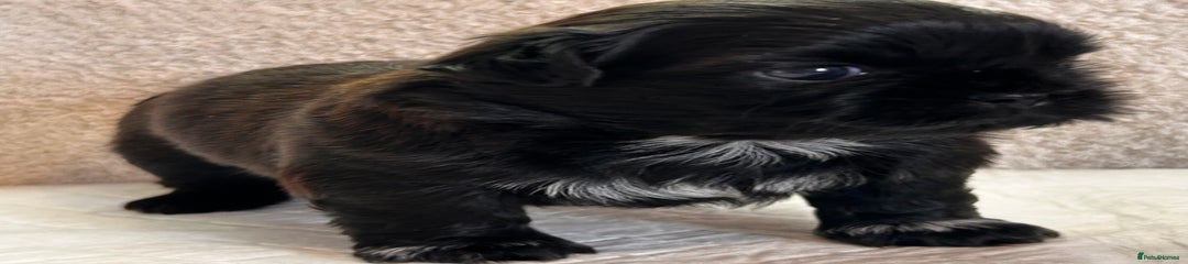 Dark chocolade (girl)