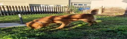 Golden Retriever dogs for stud: Red Fox Golden Retriever Stud in Merthyr Tydfil - Advert 1