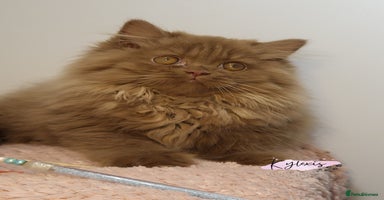 British Longhair cats - Advert 14