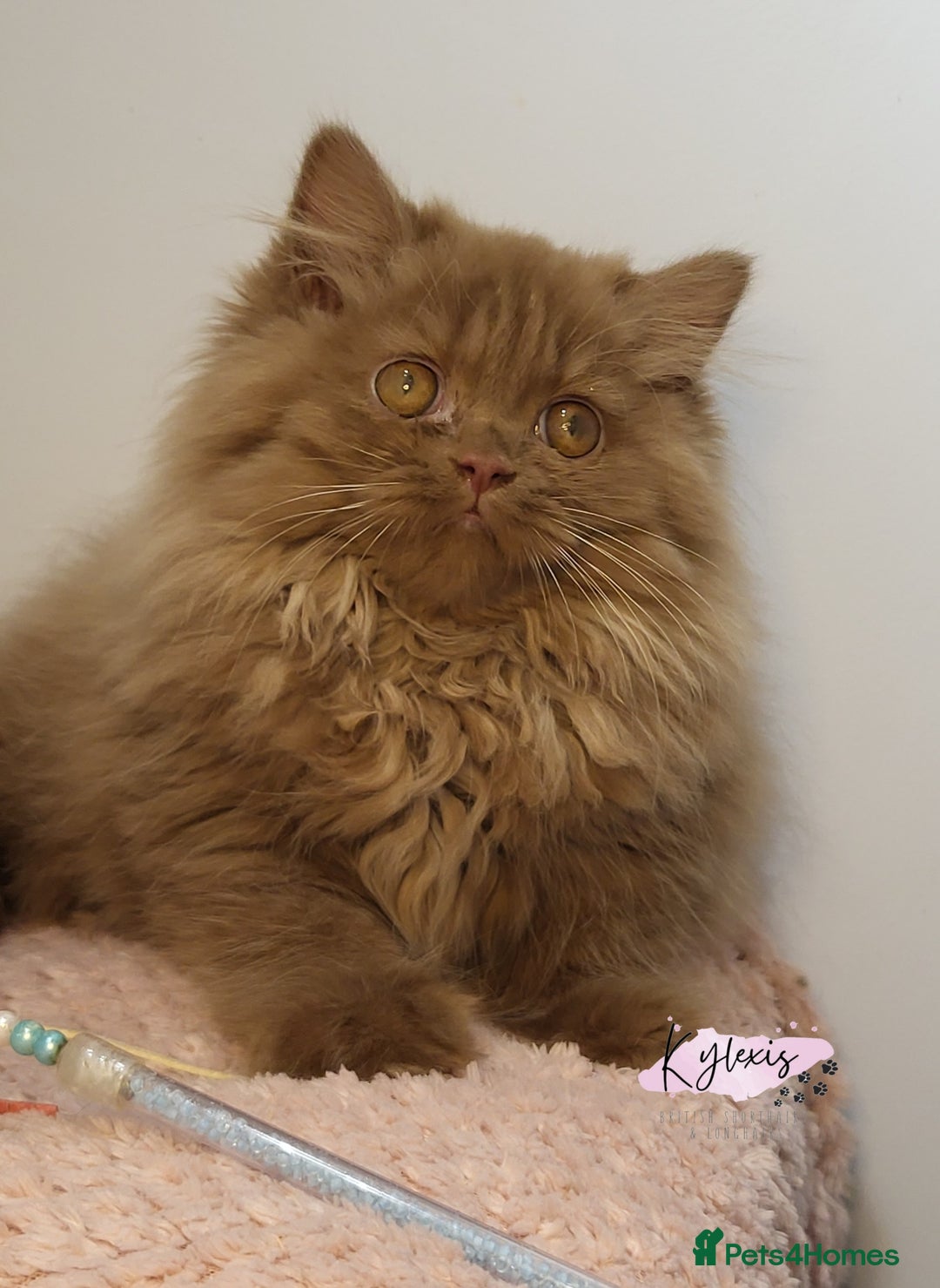 British Longhair cats for sale: Stunning Cinnamon Tica Registered Boy - Image 3
