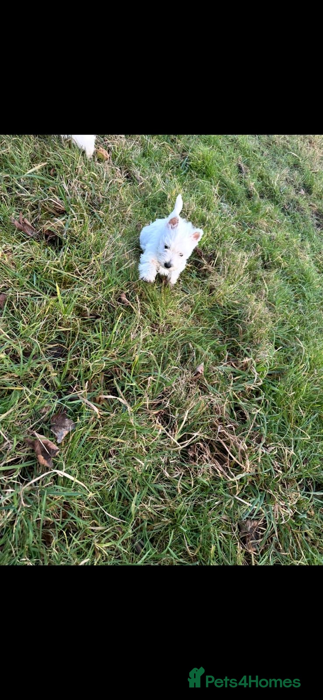 West Highland Terrier dogs for sale: West Highland Terrier Pups - Advert 9