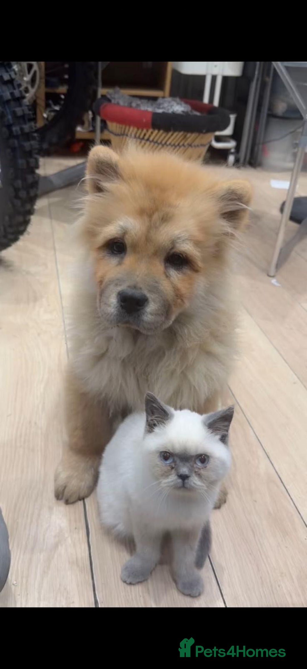 Chow Chow dogs for sale: Chow chow - Advert 18