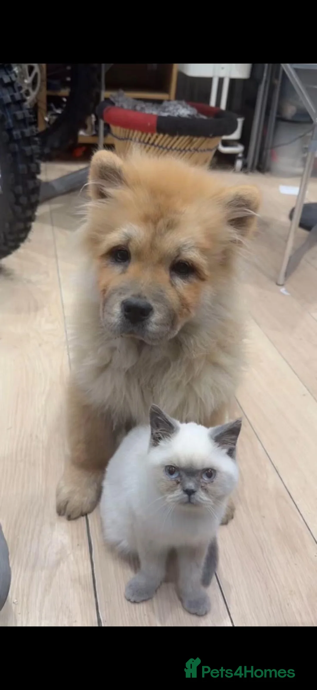 Chow Chow dogs for sale: Chow chow - Advert 18