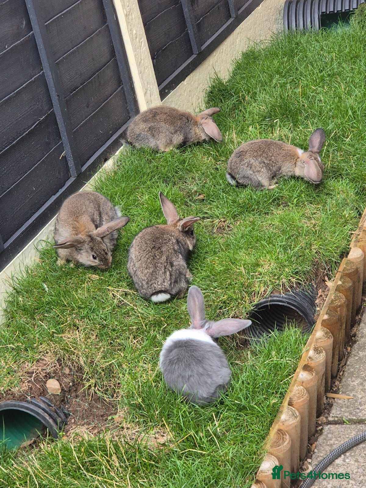 Mixed Breed rabbits 8 week old baby bunnies  - Advert 4