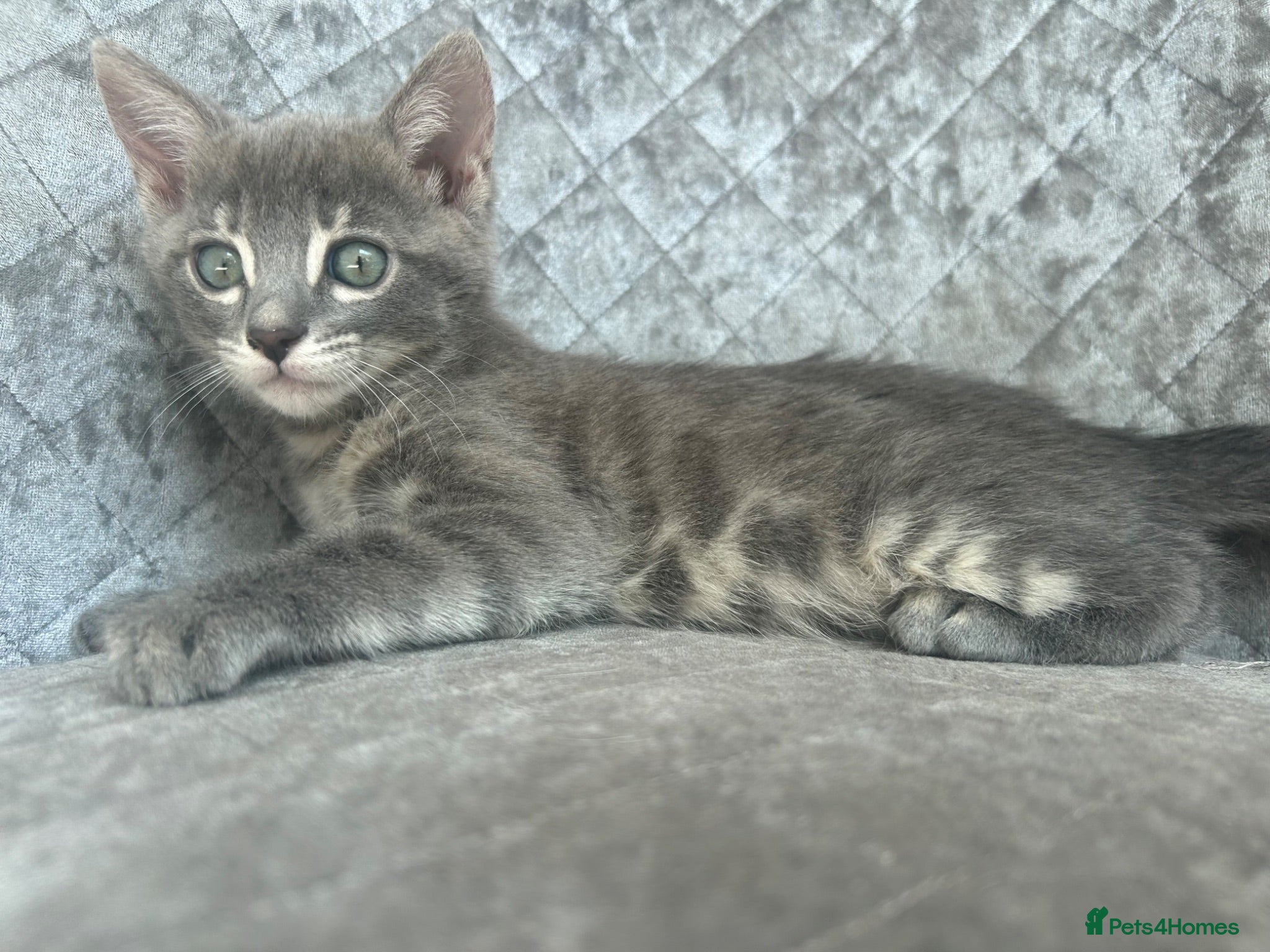 Bengal cats 3 Female Blue TICA Registered Bengal kittens  - Advert 4