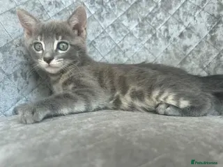 Bengal cats 3 Female Blue TICA Registered Bengal kittens - Advert 4