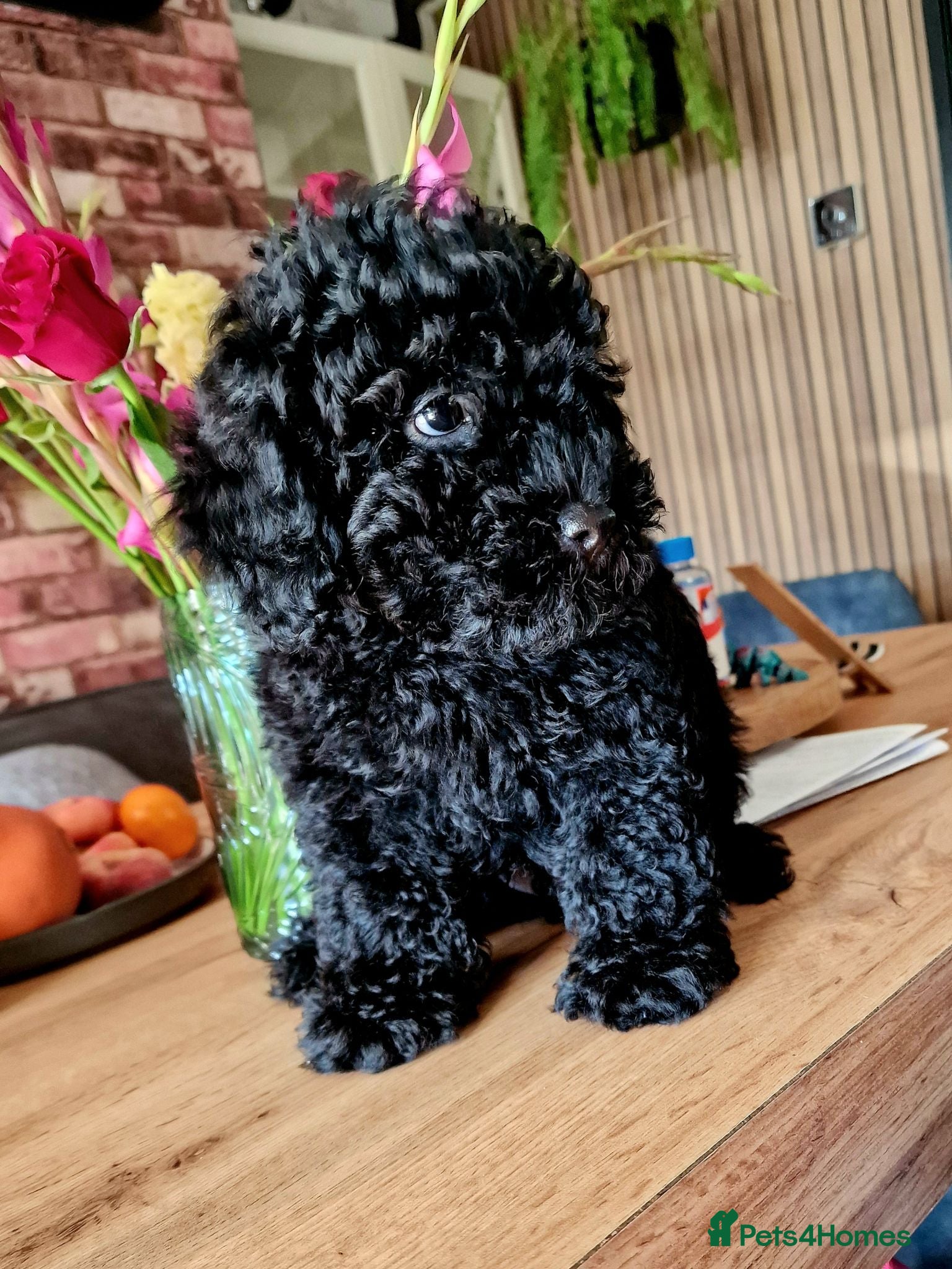 Toy Poodle dogs Last boy toy poodle (full vaccination) - Advert 2