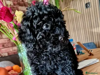 Toy Poodle dogs Last boy toy poodle (full vaccination) - Advert 2