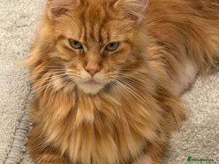 Maine Coon cats TICA Registered - Advert 1