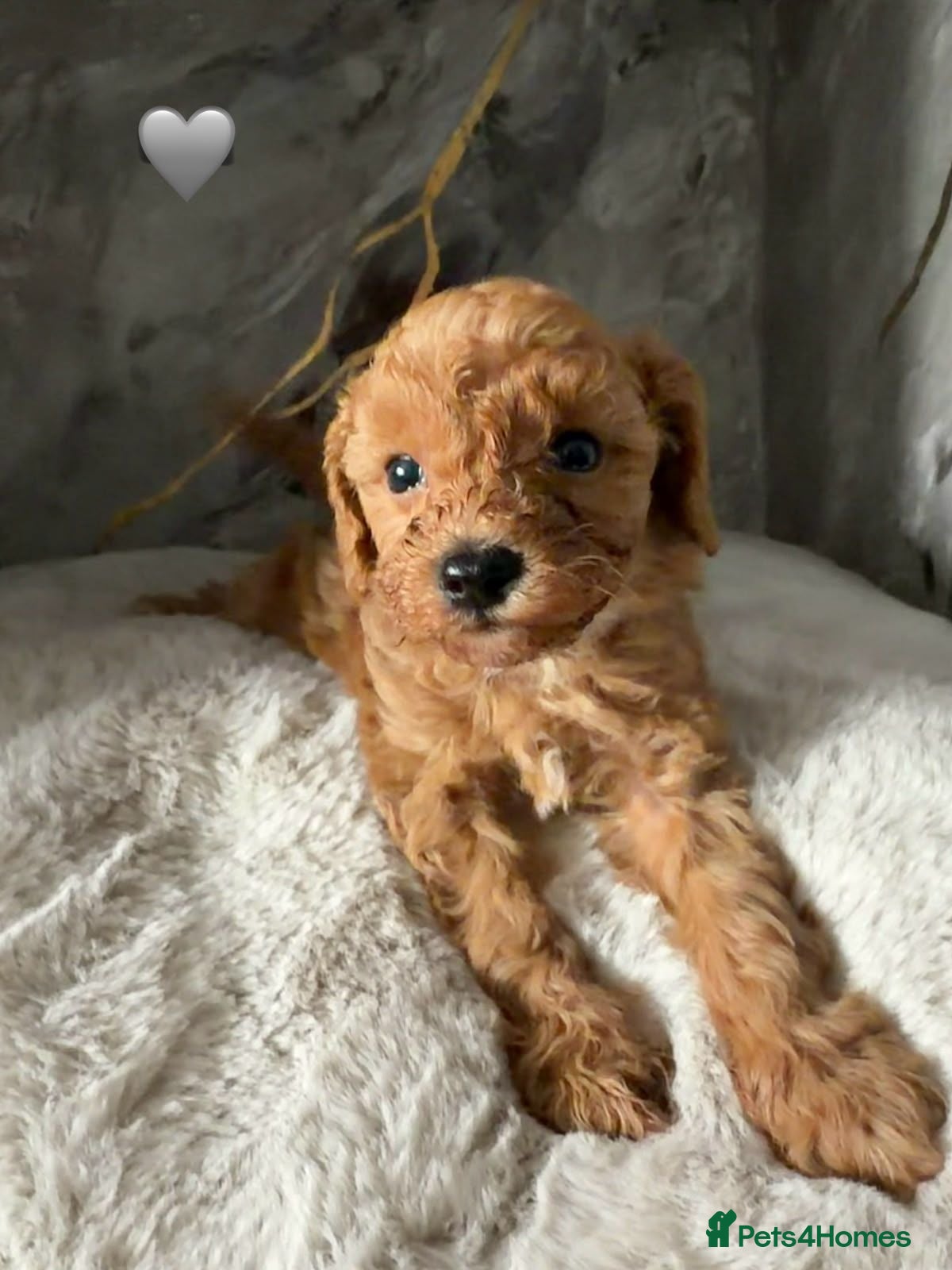 Cavapoo dogs Beautiful litter of cavapoo - Advert 3