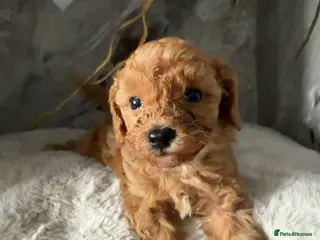 Cavapoo dogs Beautiful litter of cavapoo - Advert 3