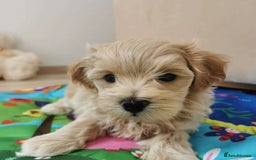 Maltipoo dogs for sale:  Beautiful Toy/Mini Maltipoo Puppies! - Image 4