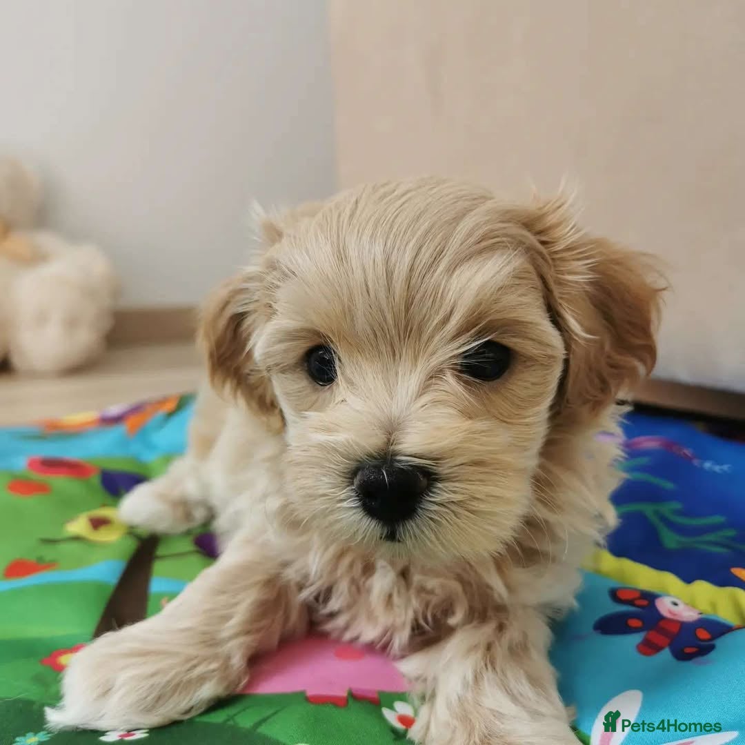 Maltipoo dogs for sale:  Beautiful Toy/Mini Maltipoo Puppies! - Image 4