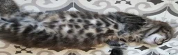 Mixed Breed cats for sale: Maine coon cross tabby - stunning fluffy kittens.. in Bridge of Weir - Advert 15