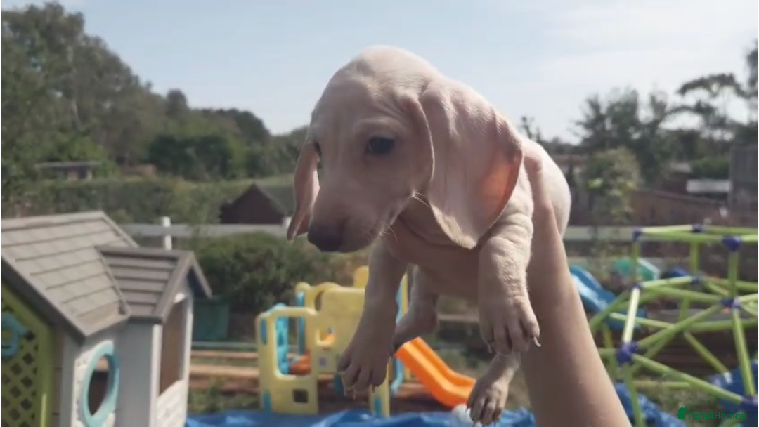 Miniature Dachshund dogs for sale: Miniature Cream Dachshund Puppies KC Reg   - Image 4