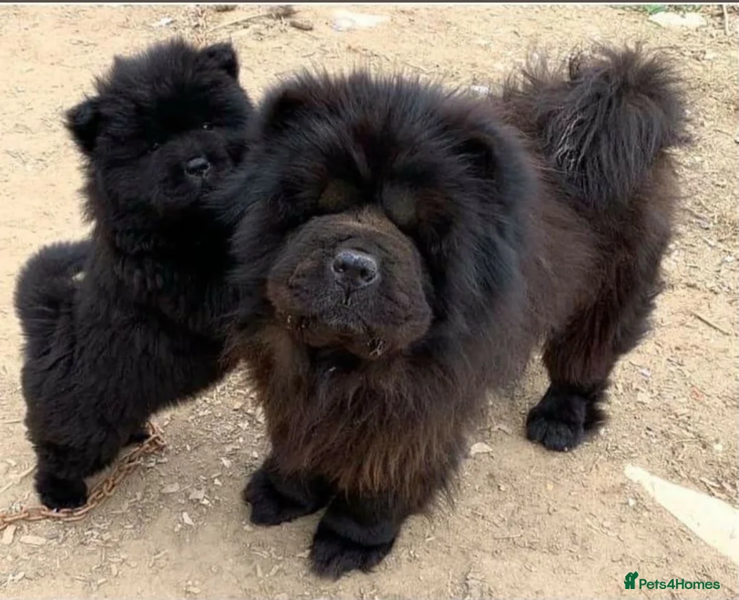 Chow Chow dogs for sale: Adorable Chow Chow Puppies in Wembley - Advert 1