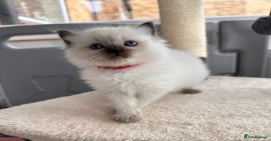 Ragdoll cats - Advert 1