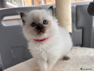 Ragdoll cats for sale - Advert 1