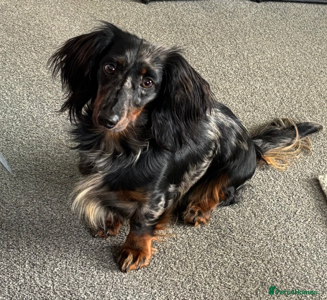 Miniature Dachshund dogs for stud:  Miniature long- haired dachshund proven stud - Advert 5