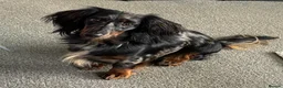 Miniature Dachshund dogs for stud:  Miniature long- haired dachshund proven stud - Advert 5