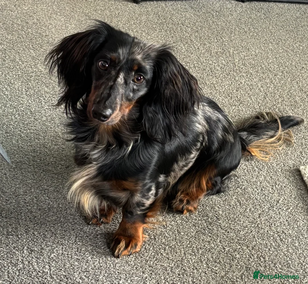 Miniature Dachshund dogs for stud:  Miniature long- haired dachshund proven stud - Advert 5