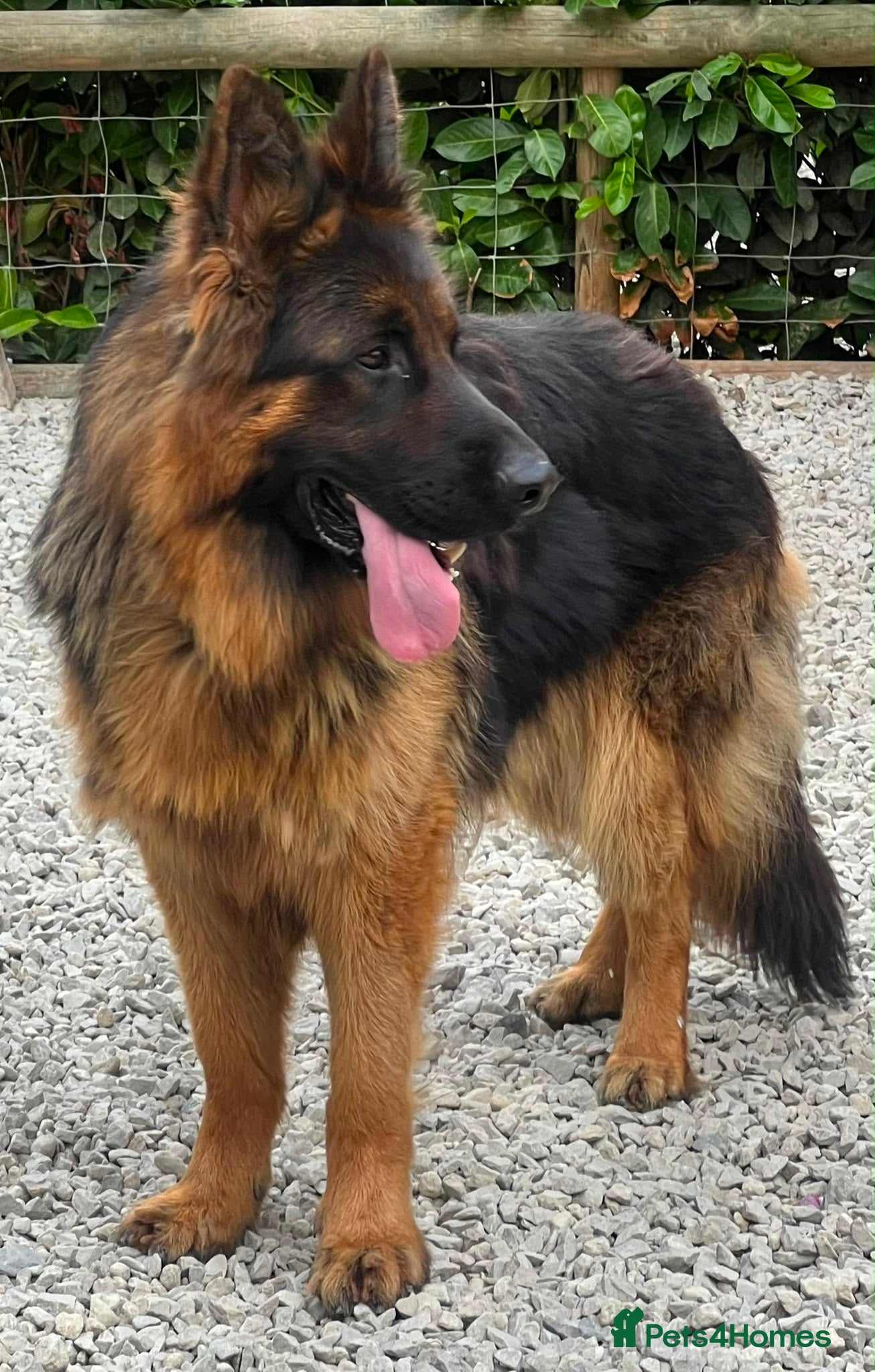 German Shepherd dogs Black and Tan German shepherd for stud  - Advert 1