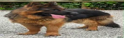 German Shepherd dogs for stud: Black and Tan German shepherd for stud  - Advert 1