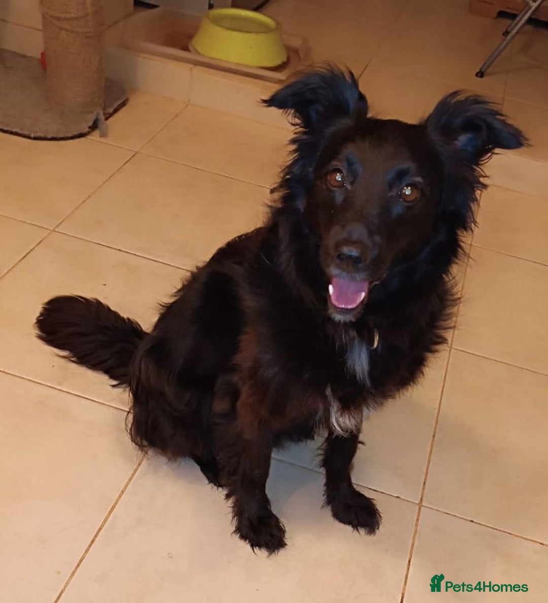 Border Collie dogs for adoption:  SOFIA – Female Border Collie - Advert 2