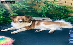 Mixed Breed dogs for sale: Icelandic Sheepdog mixed breed  - Image 3