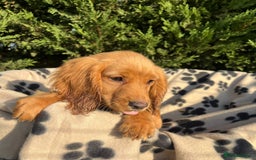 Cocker Spaniel dogs for sale: Four beautiful girl cocker spaniel  - Image 4
