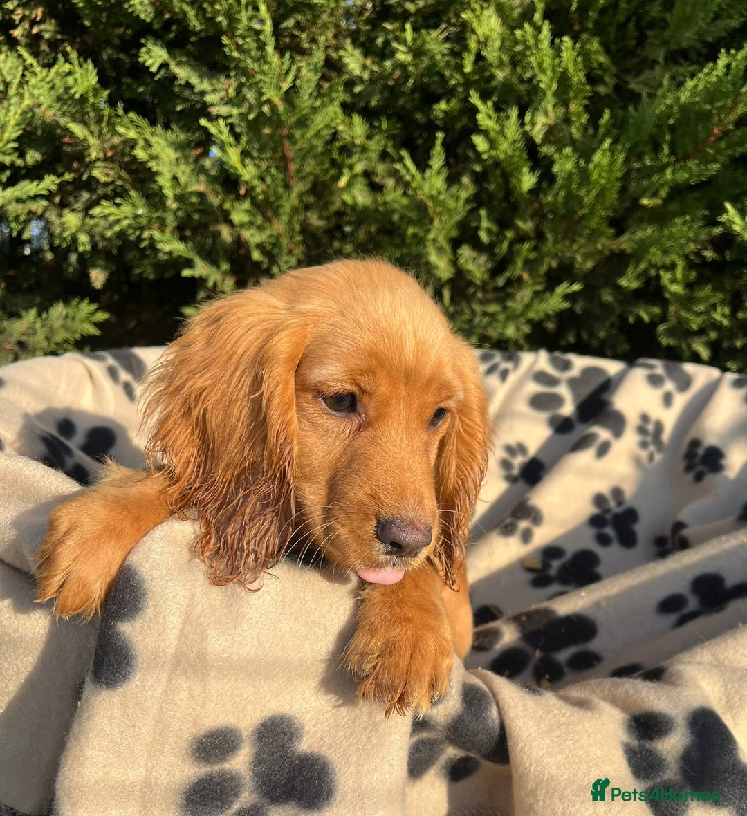 Cocker Spaniel dogs for sale: Four beautiful girl cocker spaniel  - Image 4