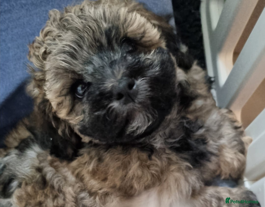 Maltipoo dogs for sale: Toy Maltipoos💫DNA Clear💫3GenPedigree💫PreTrained - Image 15