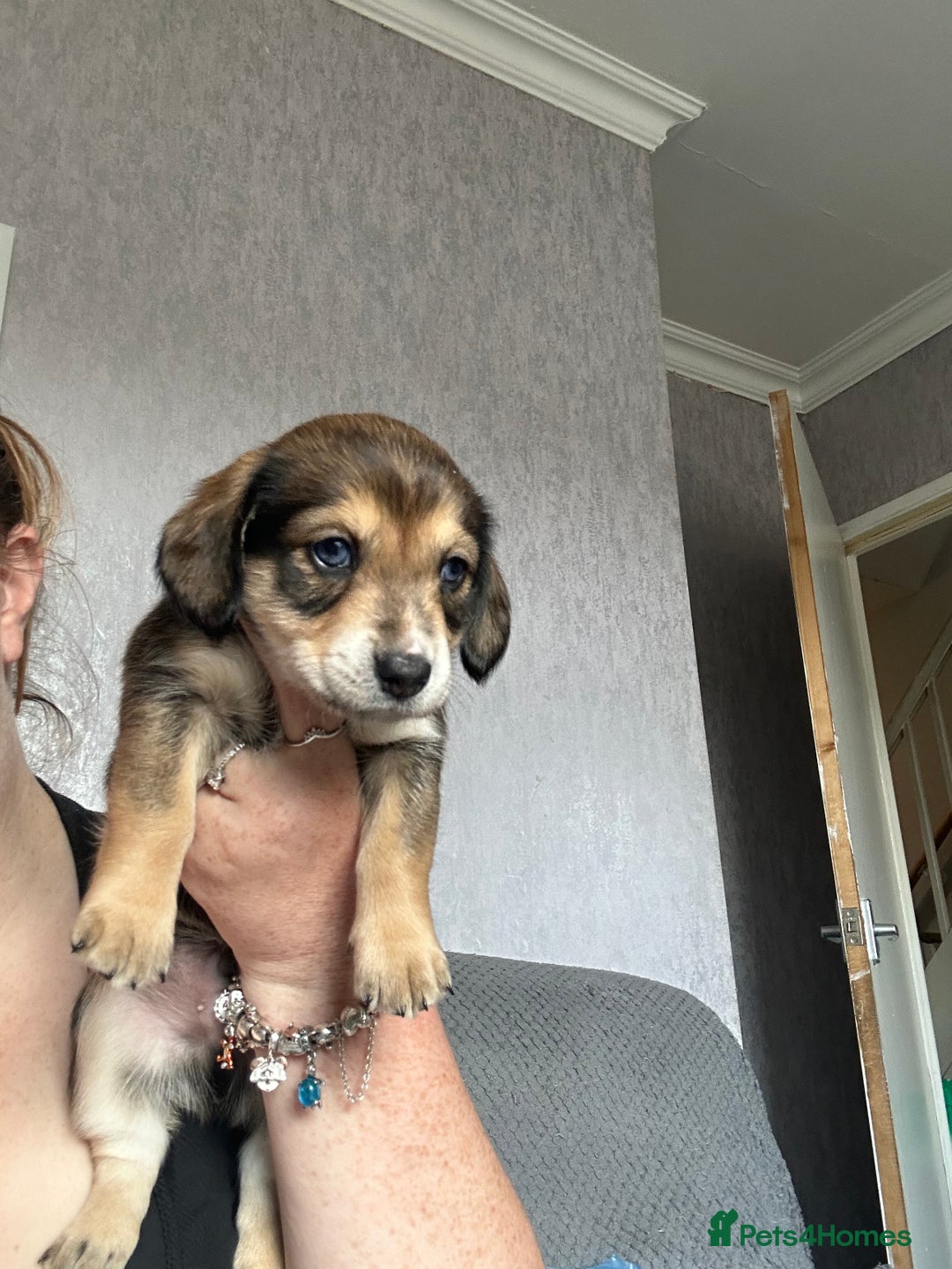Mixed Breed dogs for sale: Husky cross dashound rare breed  - Image 9