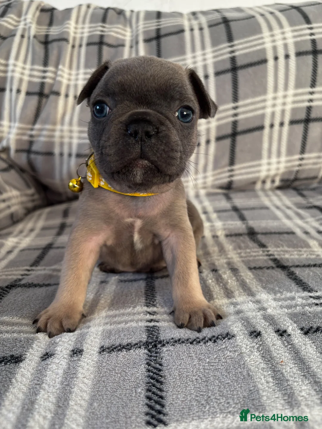 French Bulldog dogs for sale: French bulldog pups from health tested parents  - Advert 16