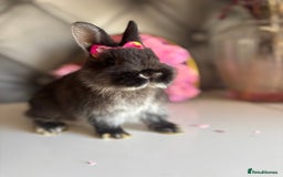 Netherland Dwarf rabbits for sale: 3month old babies Netherland dwarfs 5* homes - Image 18