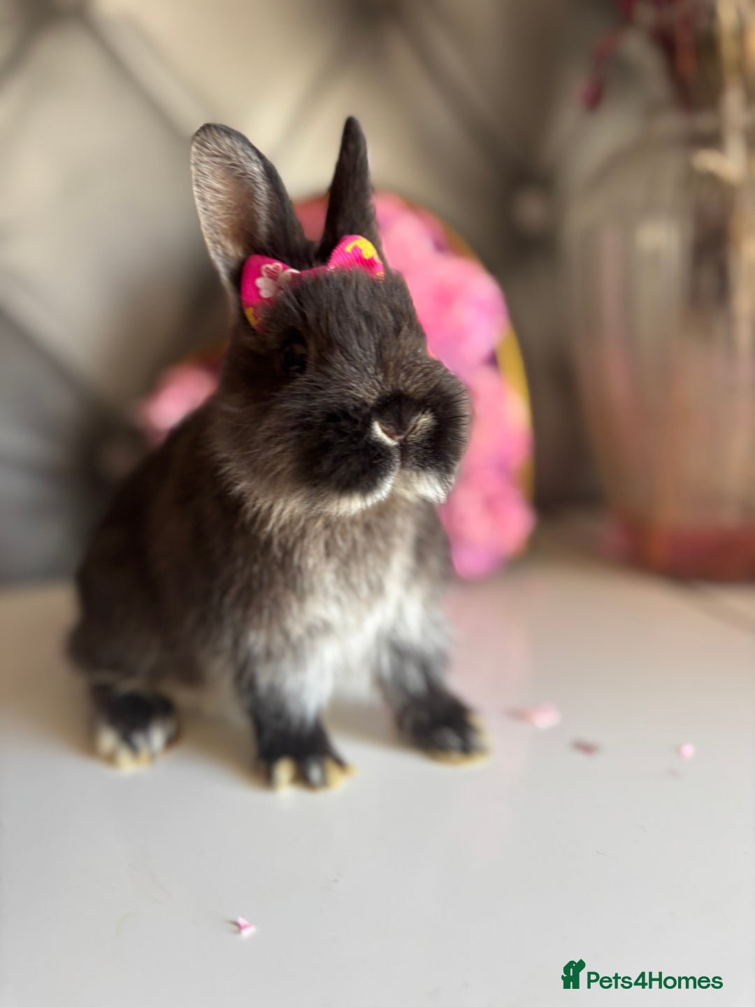 Netherland Dwarf rabbits for sale: 3month old babies Netherland dwarfs 5* homes - Image 18