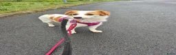 Mixed Breed dogs for adoption: SARA! - Advert 3