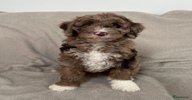 Goldendoodle dogs - Advert 9