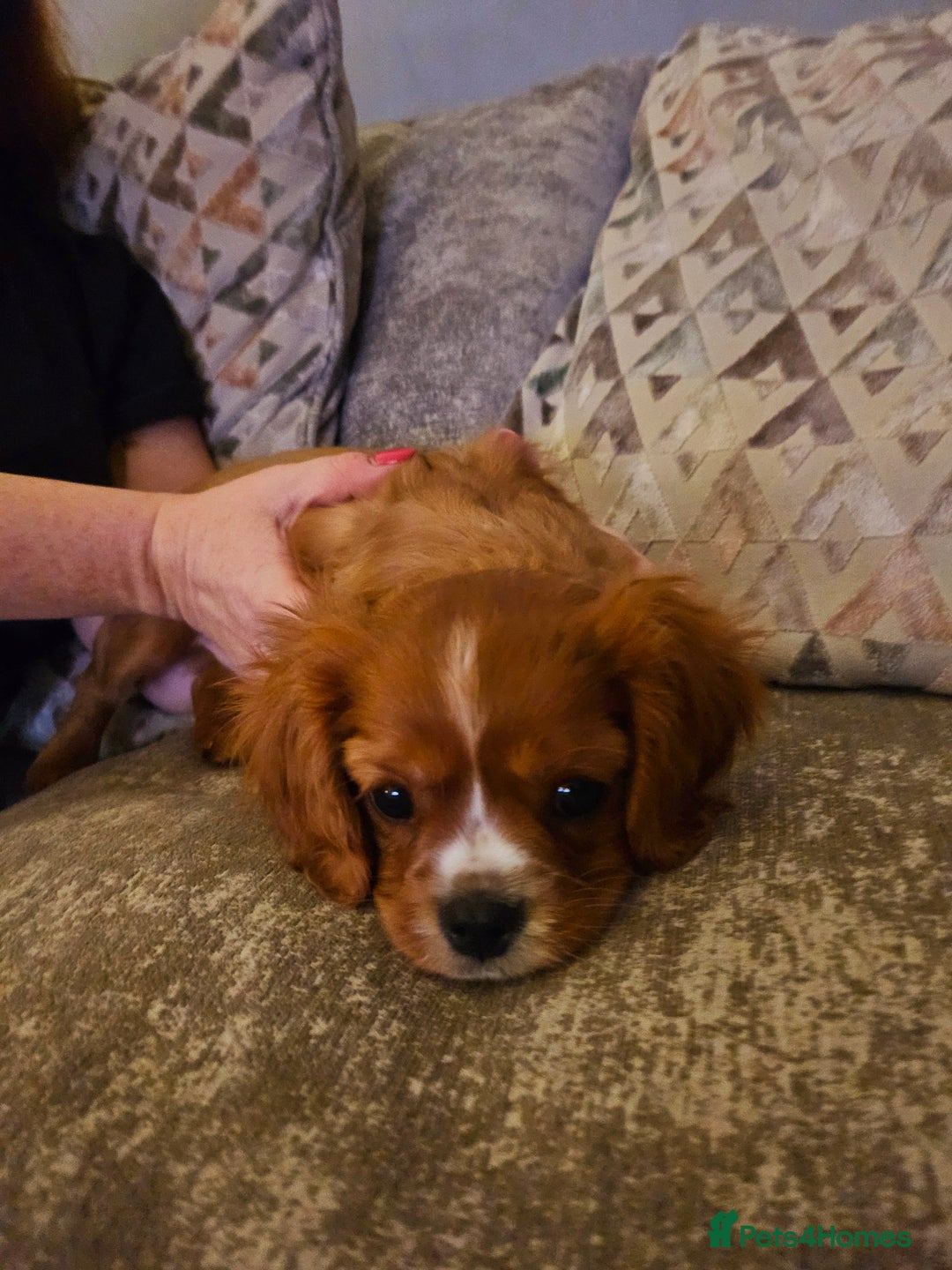 Cavalier King Charles Spaniel dogs for sale: Cavalier king charles puppys READY NOW pedigree KC - Advert 9