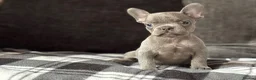 French Bulldog dogs for sale: Beautiful French Bulldog Puppies  - Advert 5