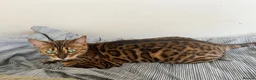 Bengal cats for sale: Beautiful Bengal ❤️ - Advert 8