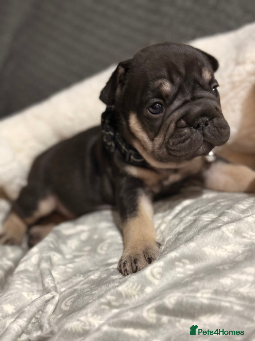 French Bulldog dogs for sale: French bulldog puppies for sale! - Advert 2