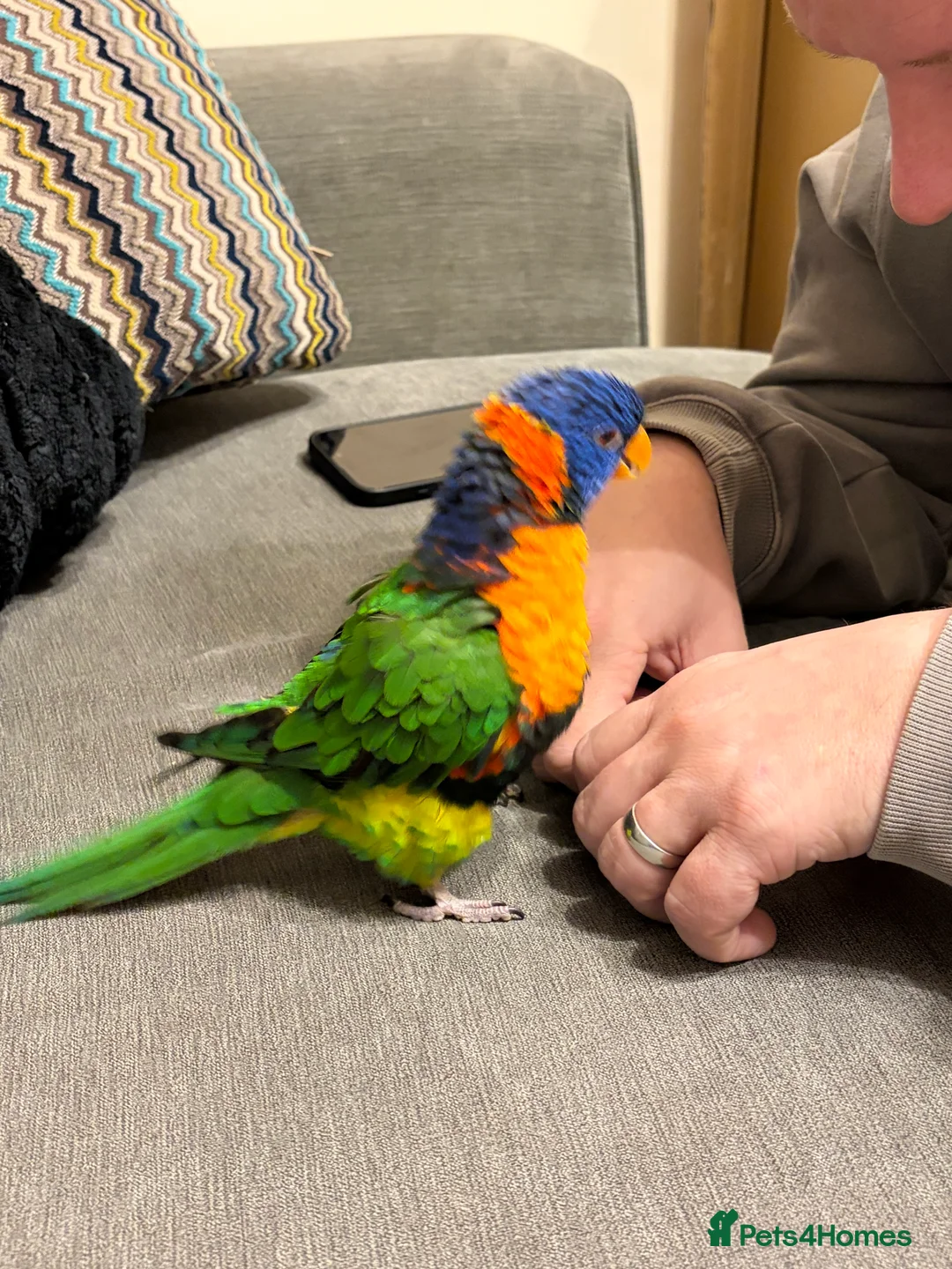 Lorikeets birds for sale: 8 month lorikeet for sale in Middlewich - Advert 2