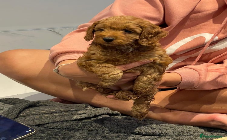 Cockapoo dogs - Advert 5