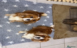 Cavalier King Charles Spaniel dogs for sale: Two Beautiful Sisters that need a home together - Advert 2