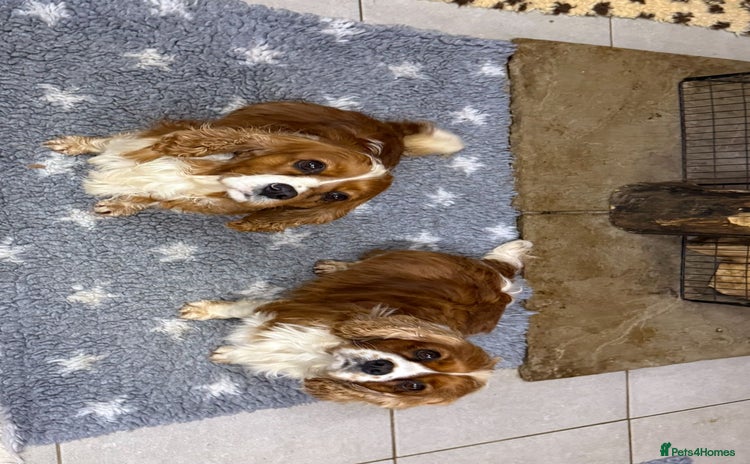 Cavalier King Charles Spaniel dogs Two Beautiful Sisters that need a home together - Advert 3